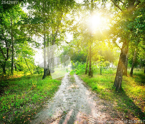 Image of Road in a birch forest