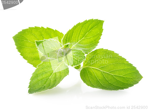 Image of Sprig of mint