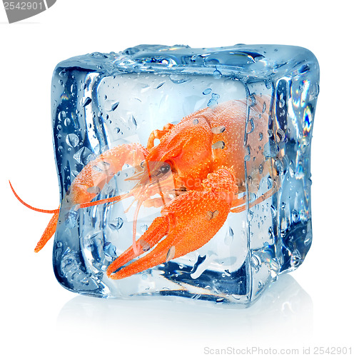 Image of Crawfish in ice cube