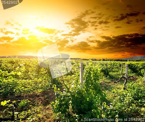 Image of Crimean vineyard