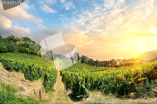 Image of Vineyard on sunset