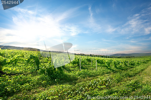 Image of Vineyard in mountains