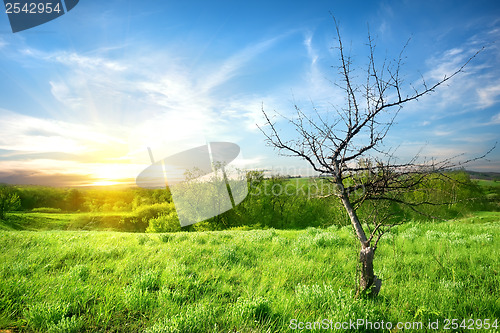 Image of Dry tree  on a meadow