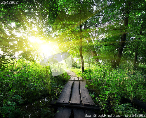 Image of Wooden bridge in the forest