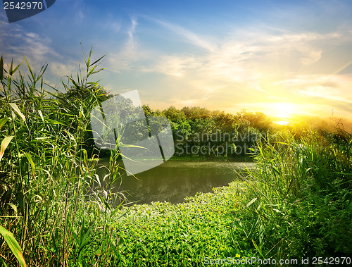 Image of Reeds on the River