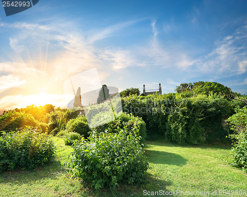 Image of Bushes in Vorontsov garden