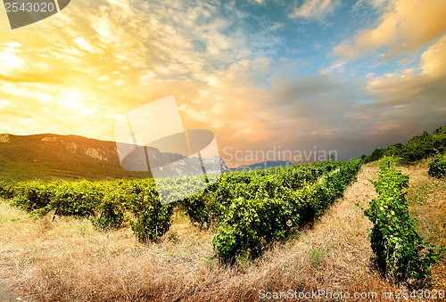 Image of Vineyard