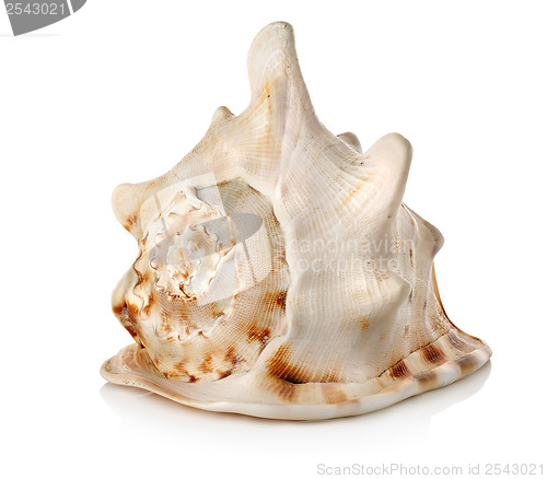 Image of Big seashell isolated