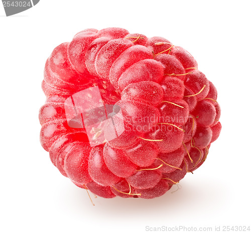 Image of Juicy raspberry