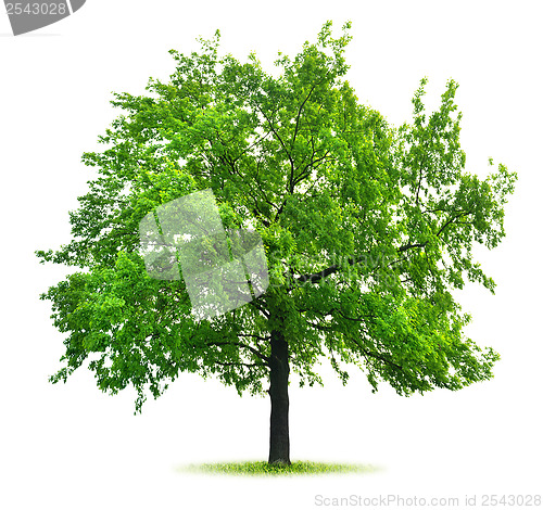 Image of Big green oak