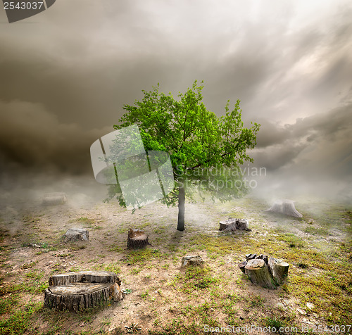 Image of Green tree among the stumps