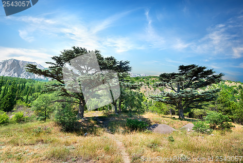 Image of Footpath in mountain forest