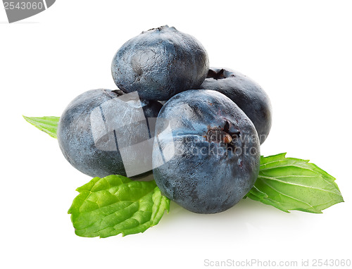 Image of Blueberry