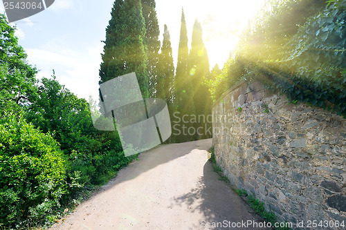 Image of Alley in Vorontsov park