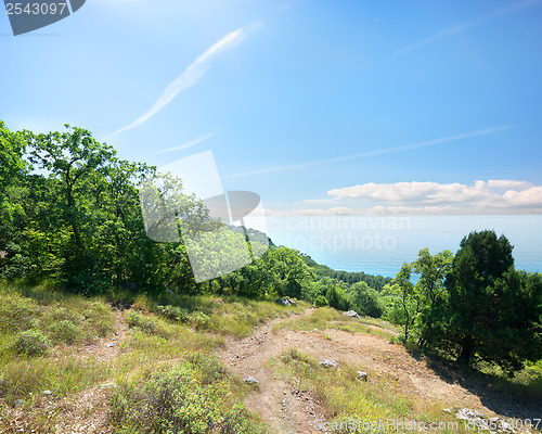 Image of Footpath to the sea through the forest