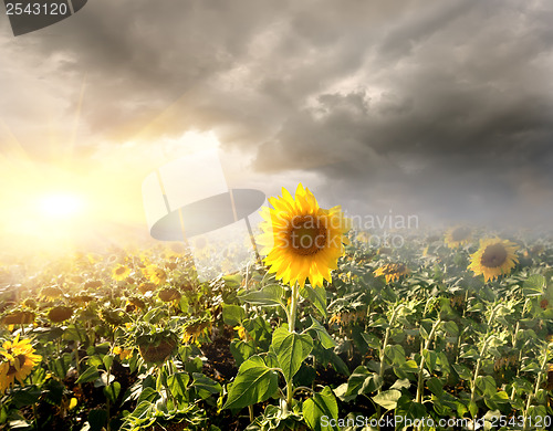 Image of Sunflowers field