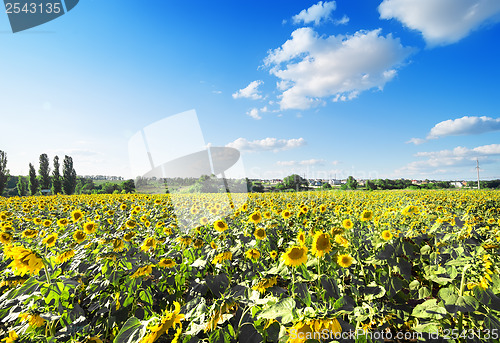 Image of Field of sunflowers