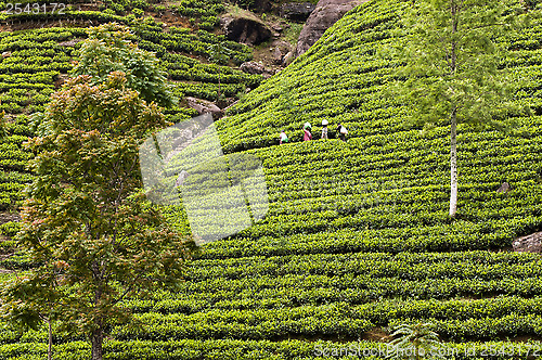 Image of Tea plantation