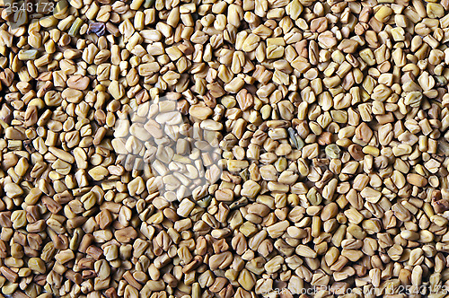 Image of Dried fenugreek seeds