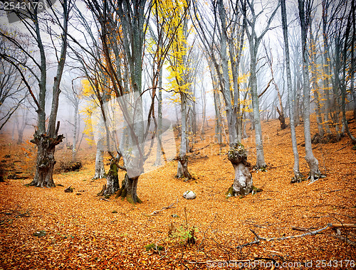 Image of Fairy autumn forest