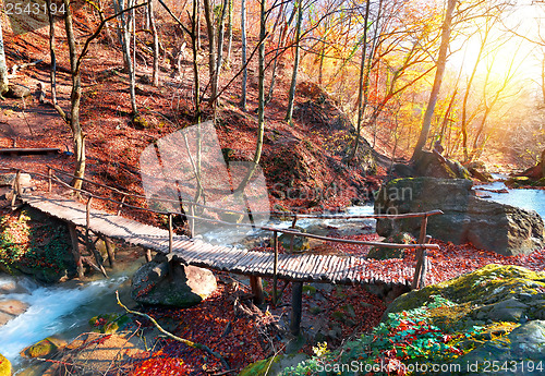 Image of Bridge in the forest