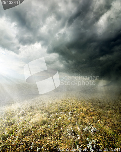 Image of Rain in the field