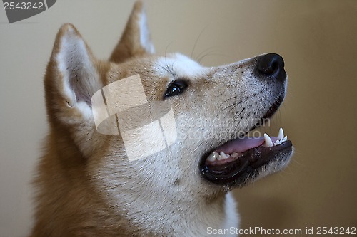 Image of  Akita inu