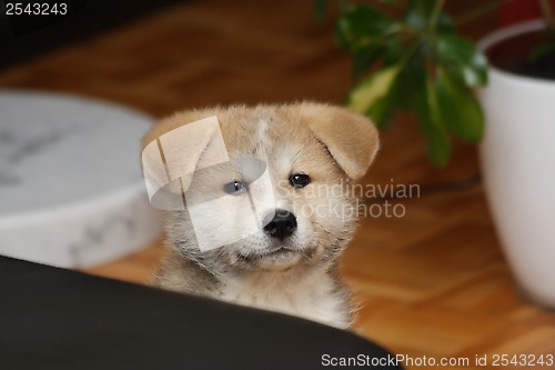 Image of Akita inu