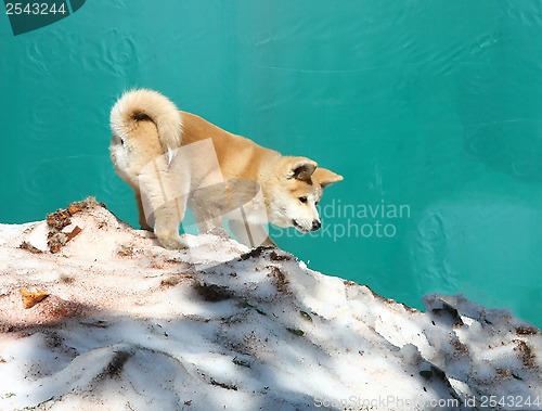 Image of Akita inu