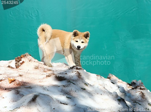 Image of Akita inu