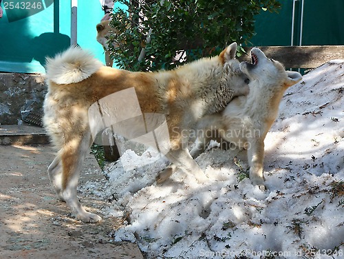 Image of Akita inu