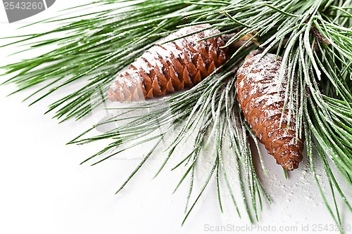 Image of fir tree branch with pinecones 