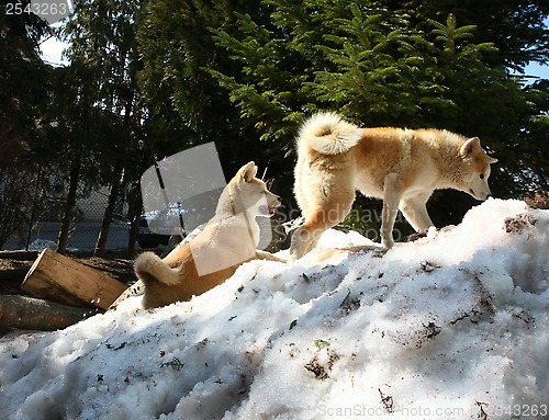 Image of Akita inu