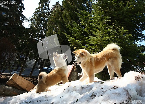 Image of Akita inu