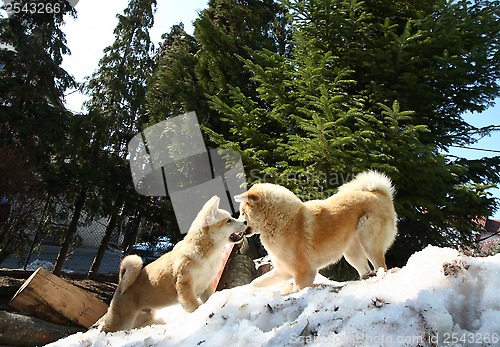 Image of Akita inu