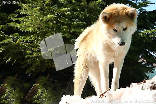 Image of Akita inu