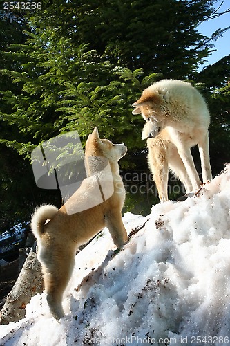 Image of Akita inu