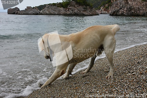 Image of Labrador