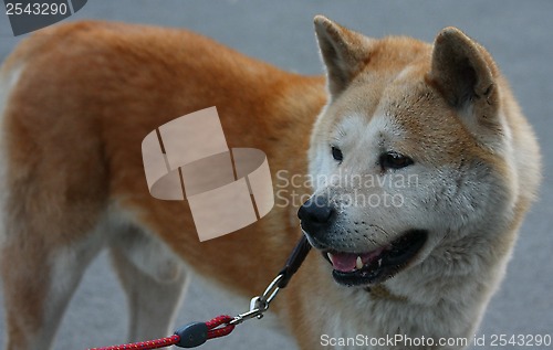 Image of Akita Inu