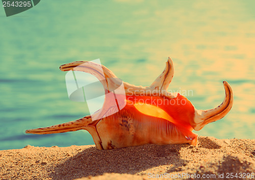 Image of orange seashell and sea - vintage retro style