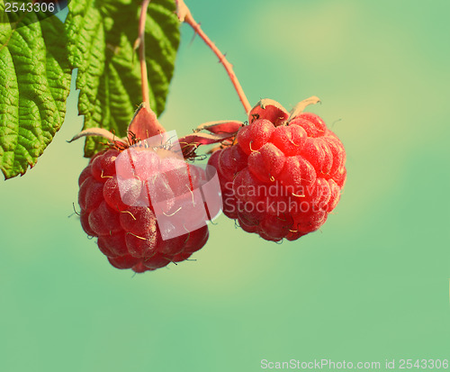 Image of pair of raspberry - vintage retro style