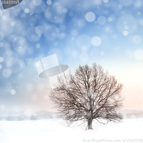 Image of winter bare tree and snowfall