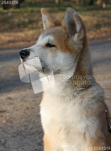 Image of Akita Inu