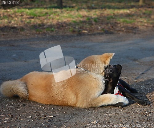 Image of Akita and Franch Bulldog 