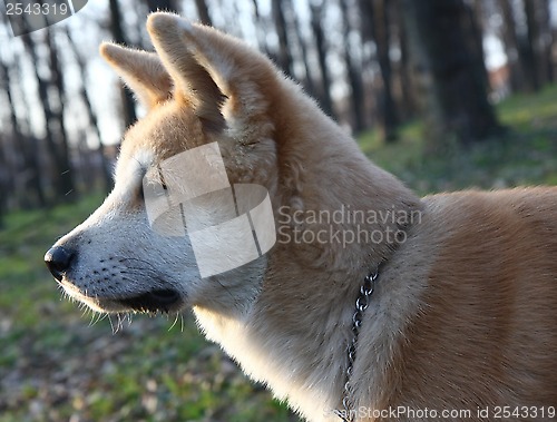 Image of Akita Inu