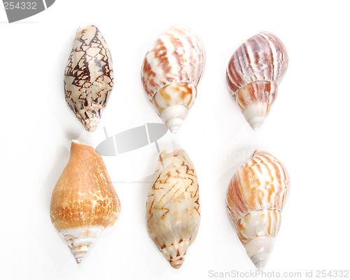 Image of Sea shells