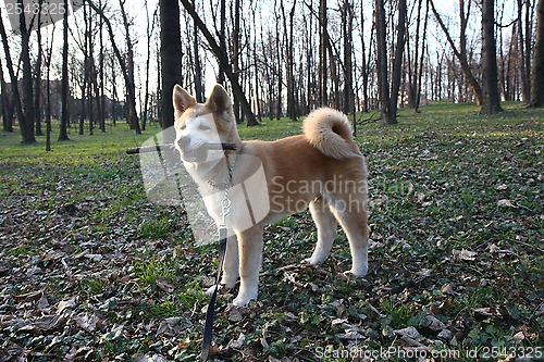 Image of Akita Inu