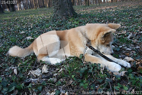 Image of Akita Inu