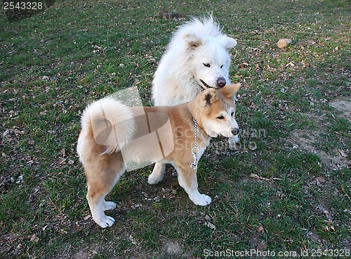 Image of Akita and Samoyed