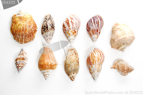 Image of Sea shells